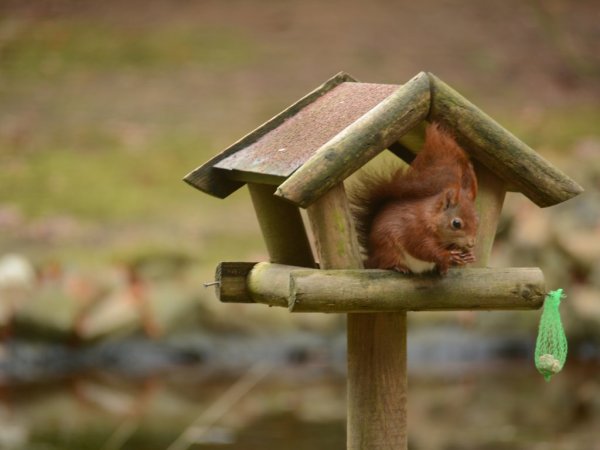 Einige Bilder aus dem Garten